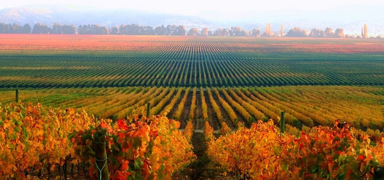 Claudio, Chile Local Expert